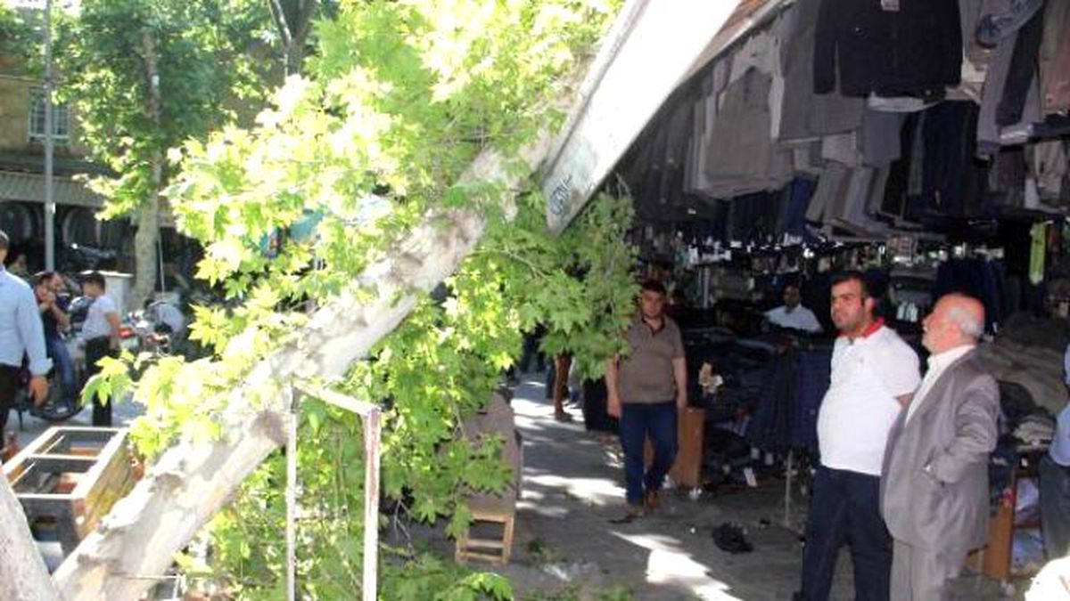 Şanlıurfa\'da Çürüyen Çınar Ağacı Devrildi