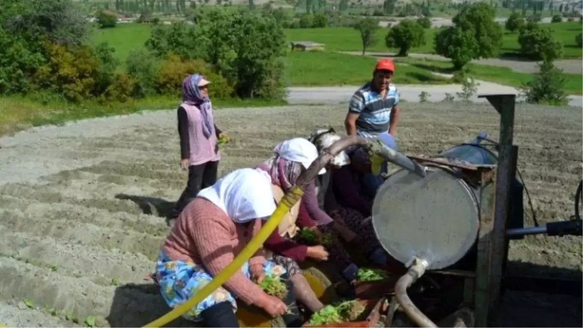 Selendi\'de Tütün Üreticisinin Tatlı Çilesi Başladı