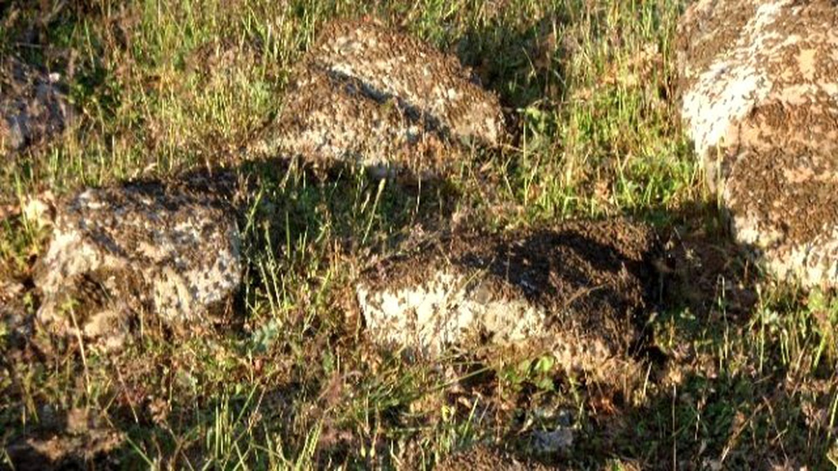 Seydişehir\'de Bir Mahalleyi Çekirgeler İstila Etti