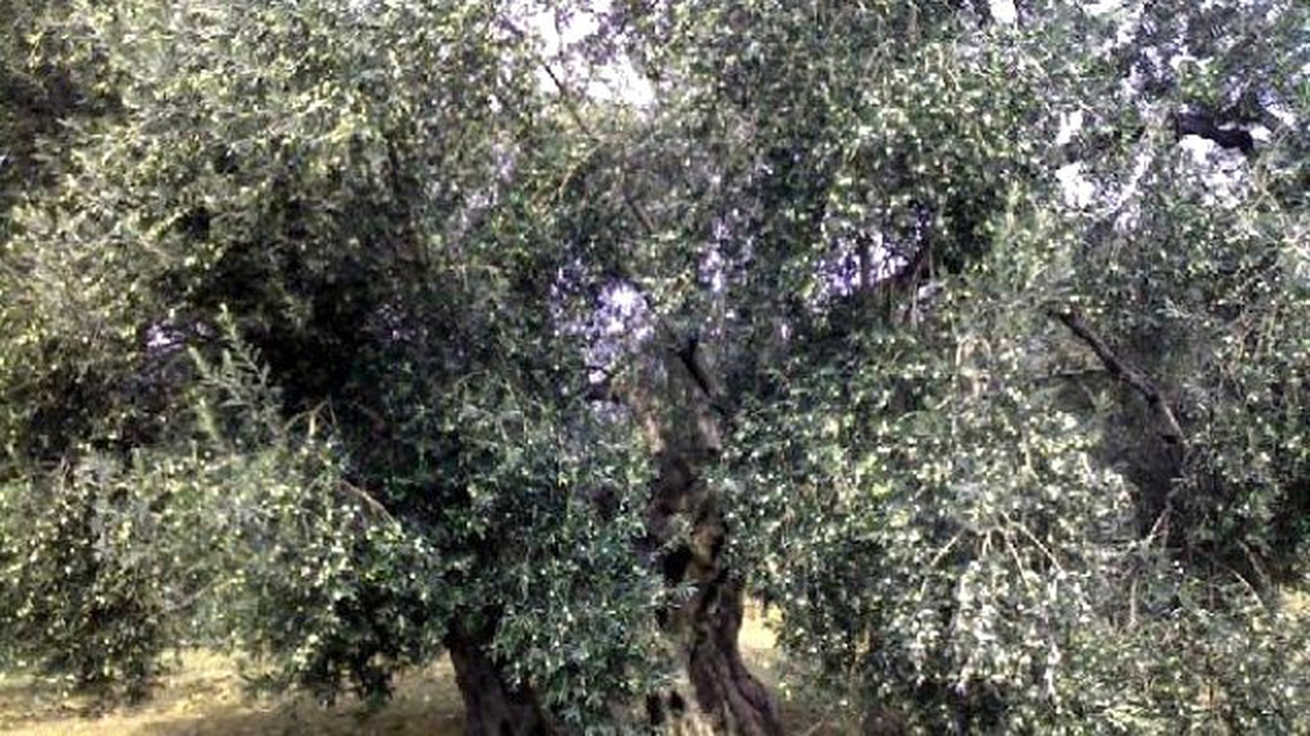 Tariş\'ten 100\'üncü Yıla Özel \'Asırlık\' Yağ