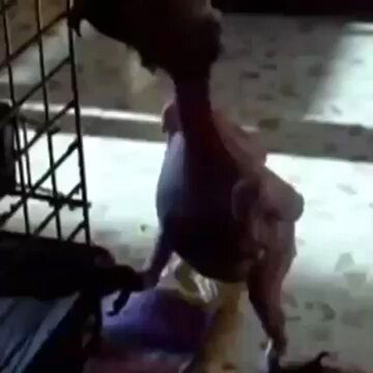 Tüysüz Papağan Sizi Şaşırtacak