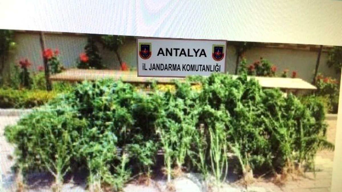 Antalya\'da 120 Kök Kenevir Ele Geçirildi