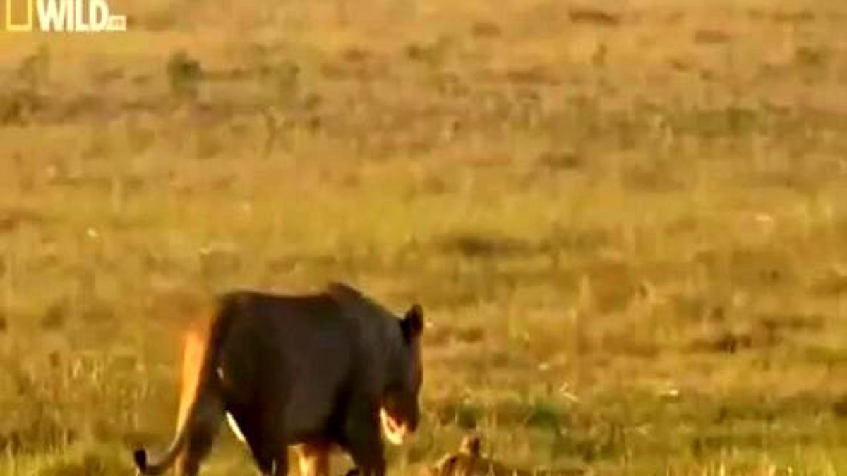 Aslan Saldırısı Aslan || Saldırı İnsan || Aslan Saldırısı Araba || Aslan Saldırısı Derleme