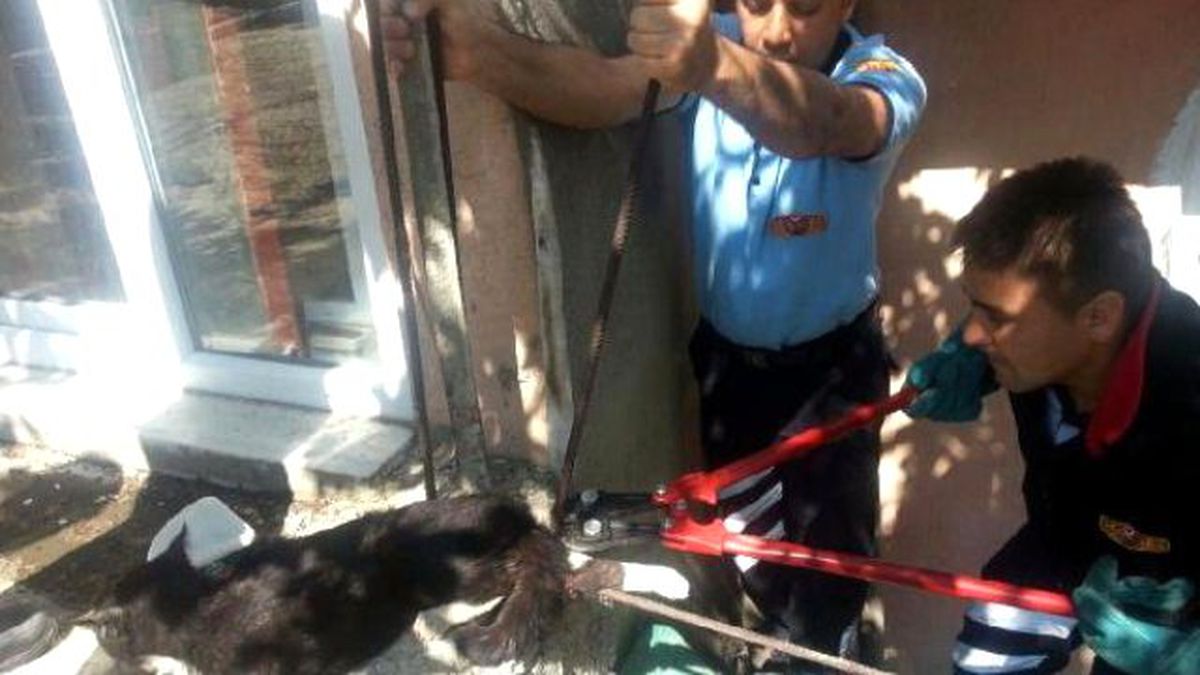 Bacağına Demir Saplanan Kedi Kurtarıldı