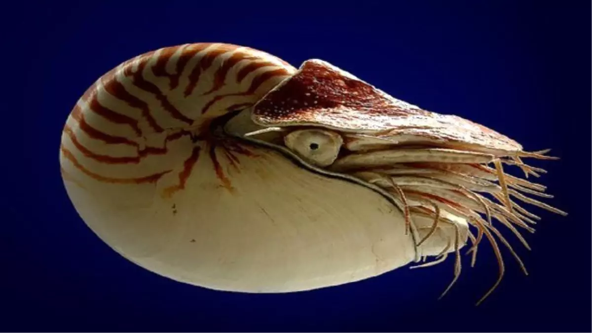 Dünyada Var Olan 10 İlginç Hayvan Türü