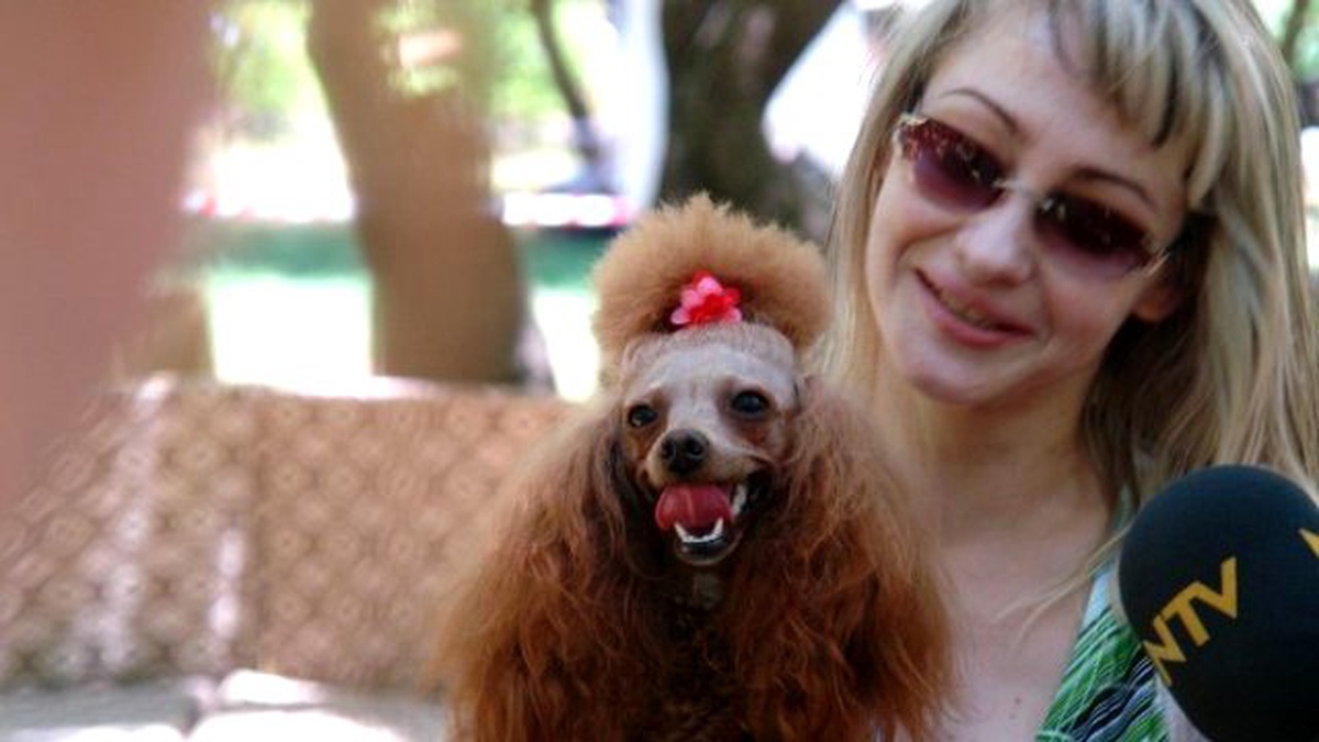 Köpekler Podyuma Çıkacak, Geliri Barınağa Kalacak