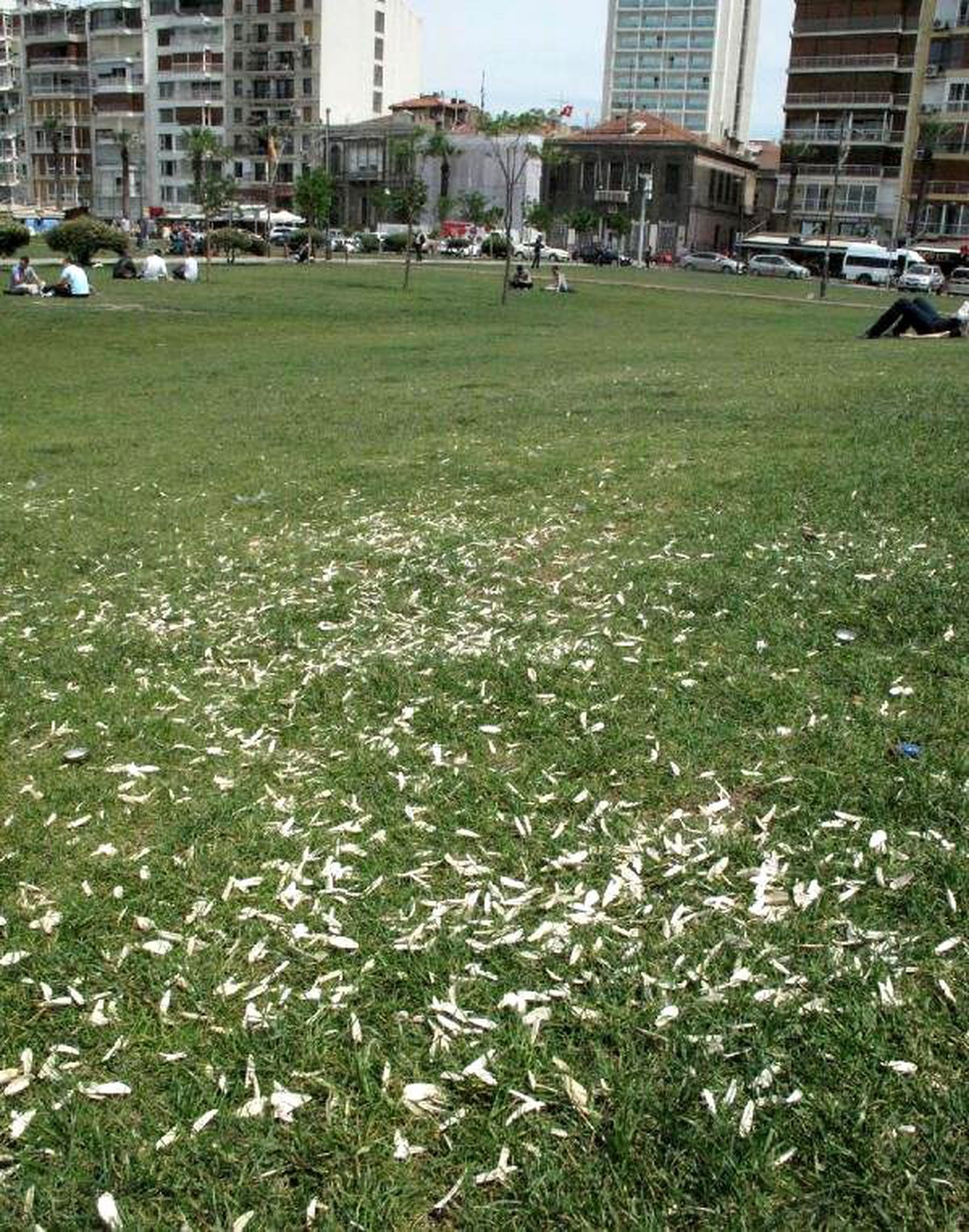 Kordon\'da Çekirdek Kirliliği