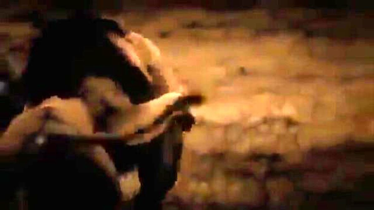 Lions Hayatı - Avcılık, Dövüş, Çiftleşme - En İyi Doğa Yaban Hayatı Belgesel