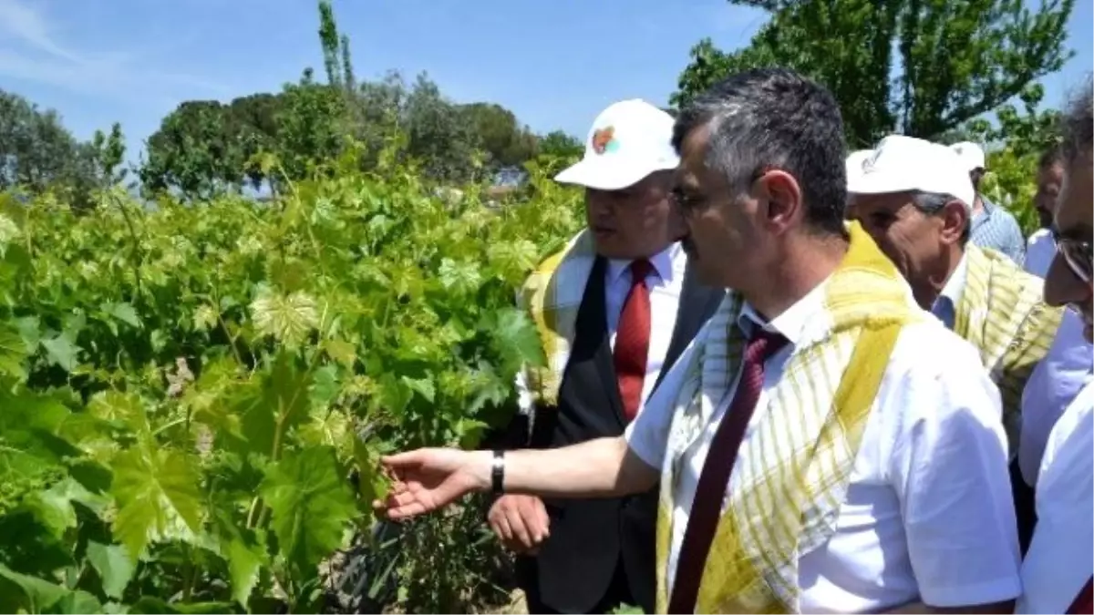 Manisa\'da Yaprak Toplama Şenliği