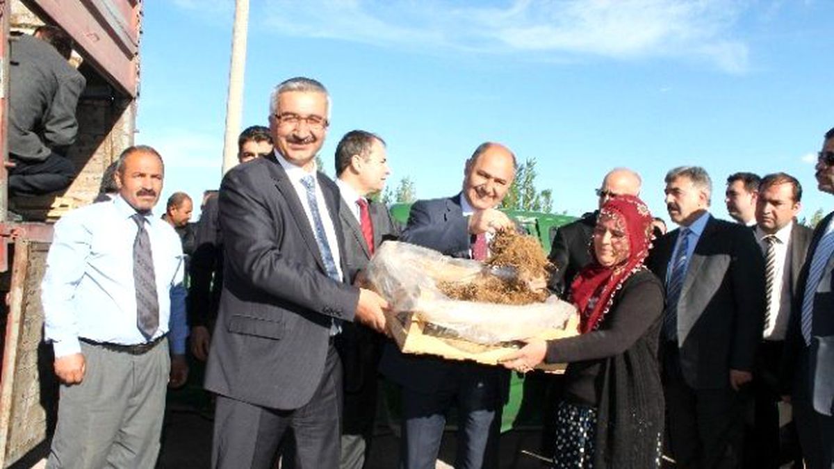 Niğde\'de Çilek Dikimi Başladı