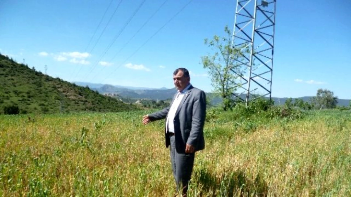 Osmaneli Ziraat Odası Başkanı Ünver Çiftcileri Sarı Pas Hastalığına Karşı Uyardı