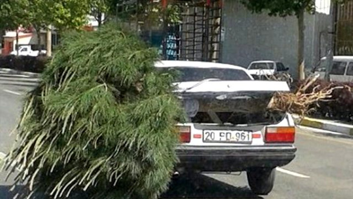 Otomobil Bagajında Taşınan Çam Ağacı Şaşırttı