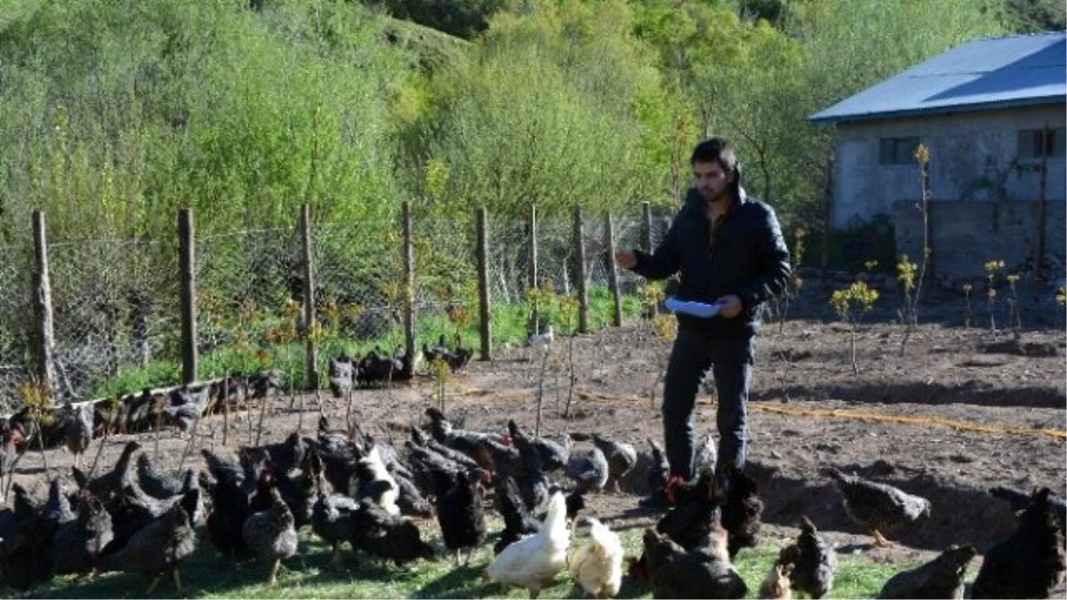 Suşehri\'nde Organik Köy Yumurtası Çiftliği Kuruldu