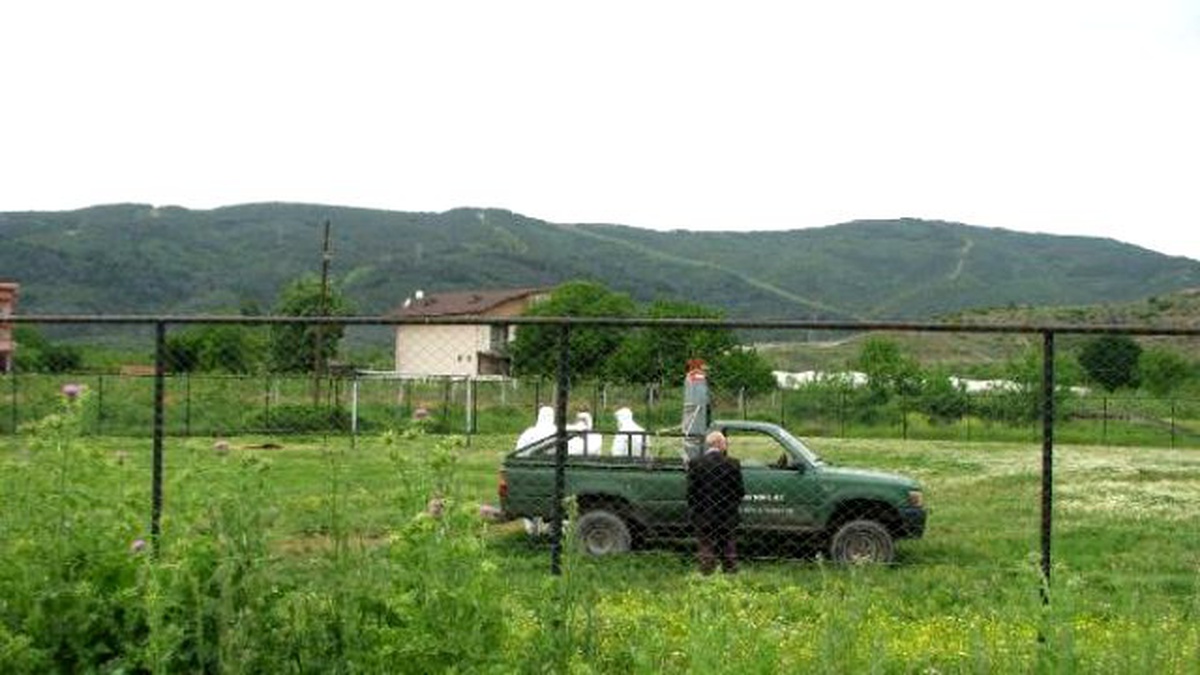 Gürsu\'da Telef Olan Tavuklara Kuş Gribi Önlemi