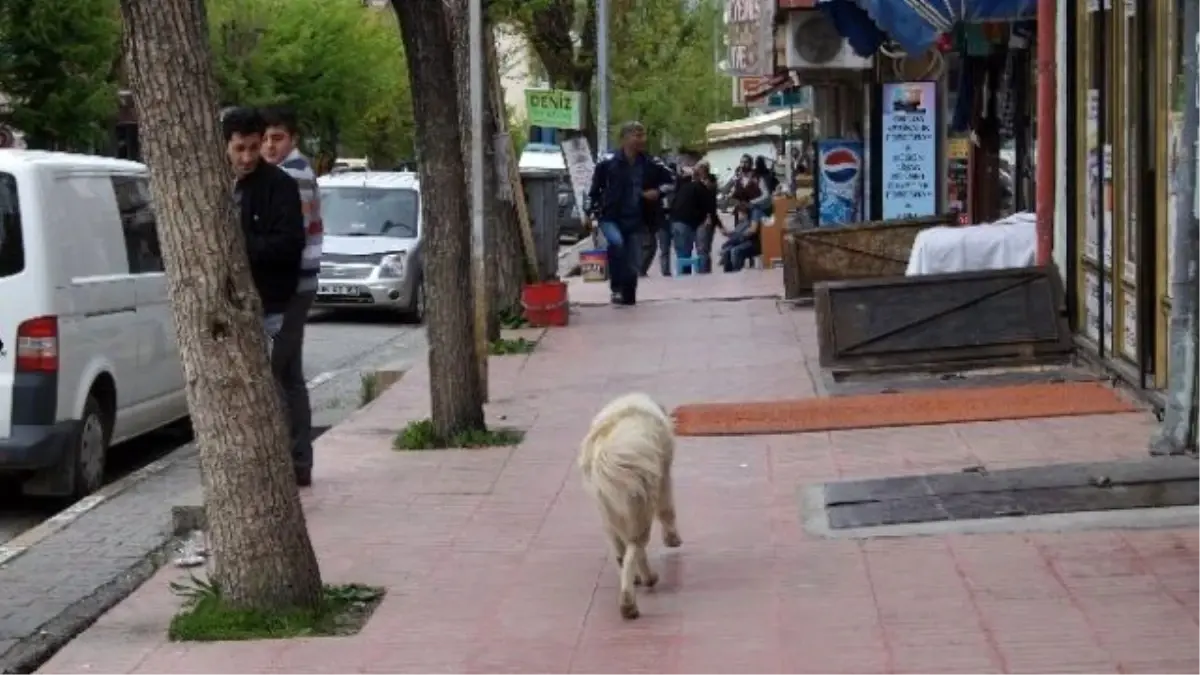 Kağızman\'da Sokak Köpekleri Korku Salıyor