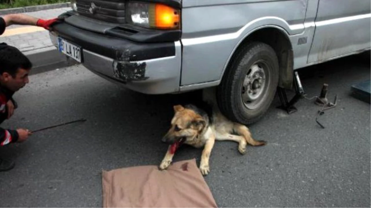 Minibüsün Altında Sıkışan Köpeği İtfaiye Kurtardı