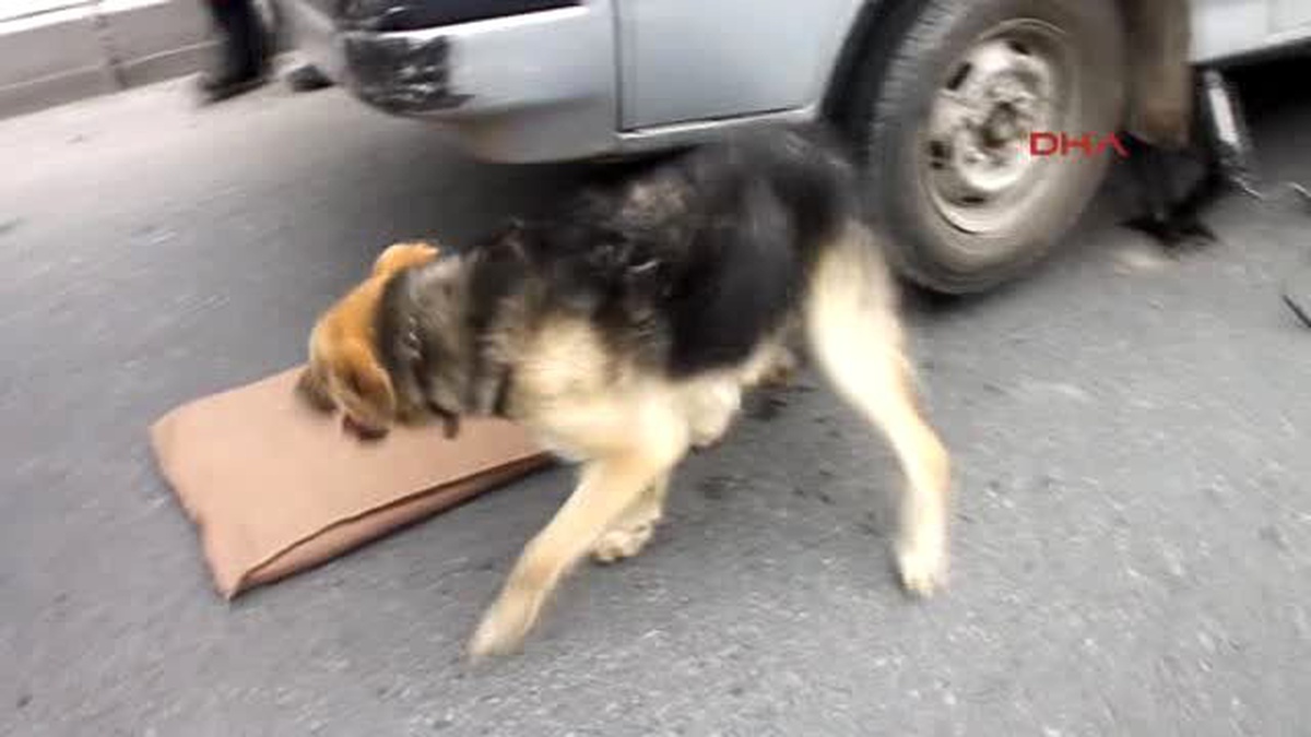 Zonguldak Minibüsün Altında Sıkışan Köpeği İtfaiye Kurtardı