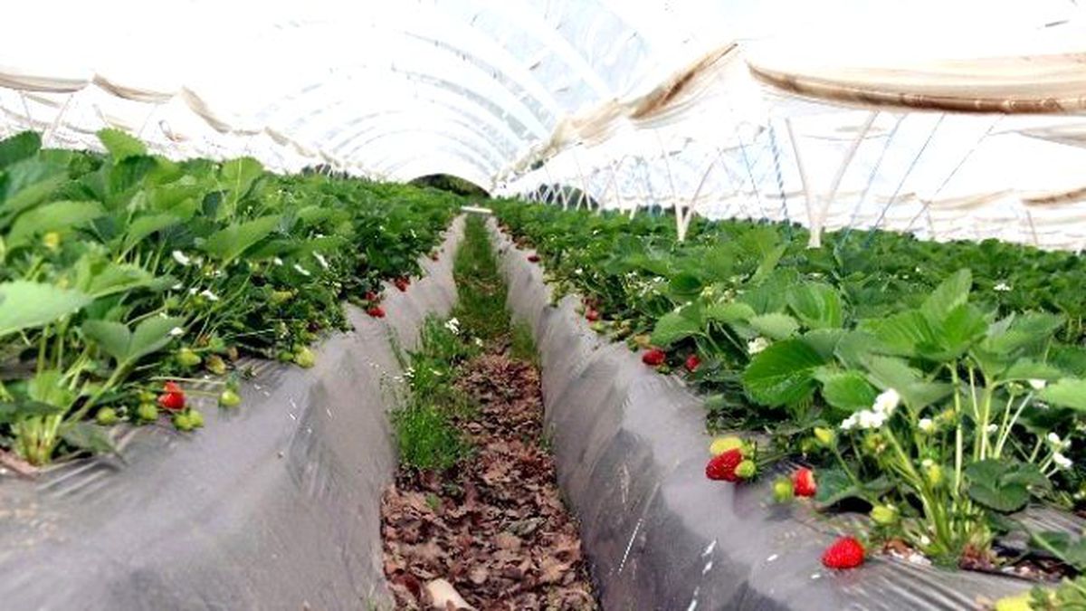 Aydın\'dan 882 Bin 293 Kilo Çilek İhraç Edildi