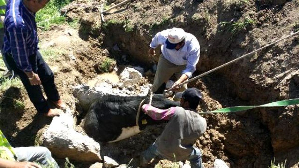 İtfaiyenin İnek Kurtarma Operasyonu