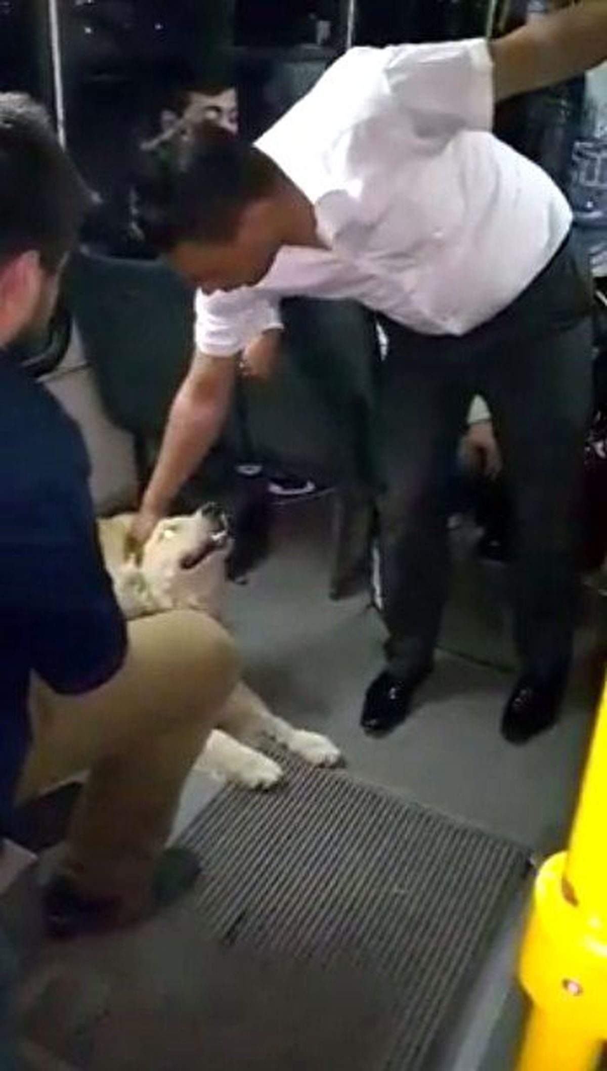 Köpeğin Otobüste Yolculuğu Şaşırttı