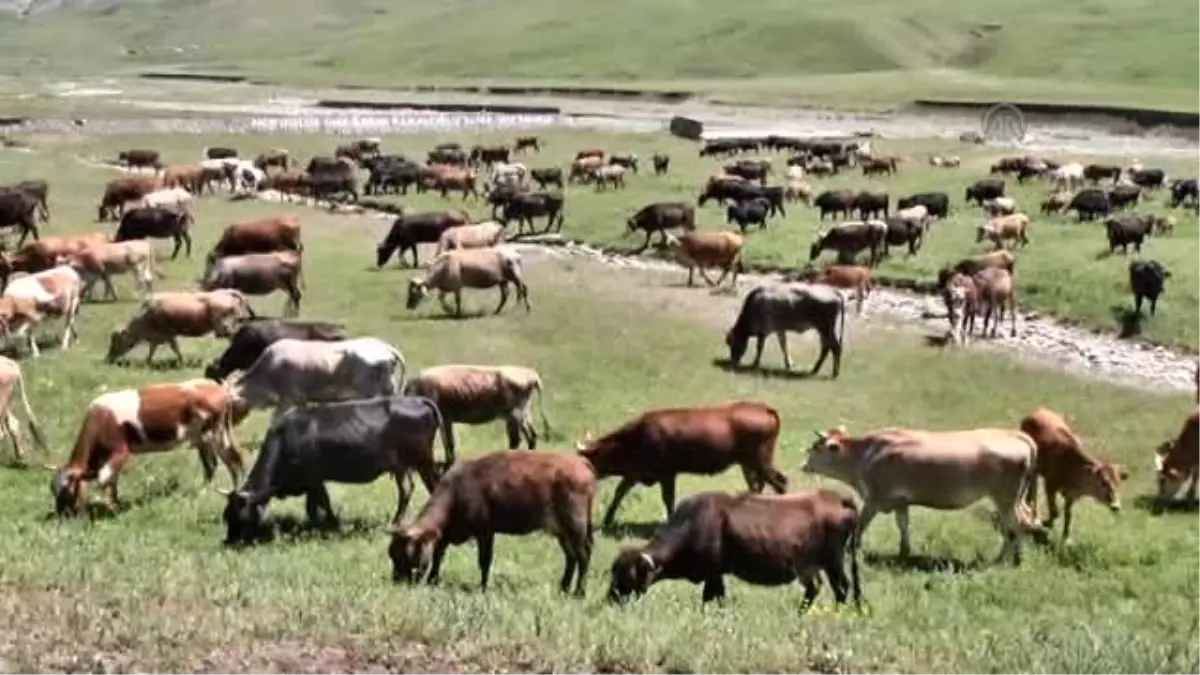 Sürüler Yaylaya Çıkarılmaya Başlandı