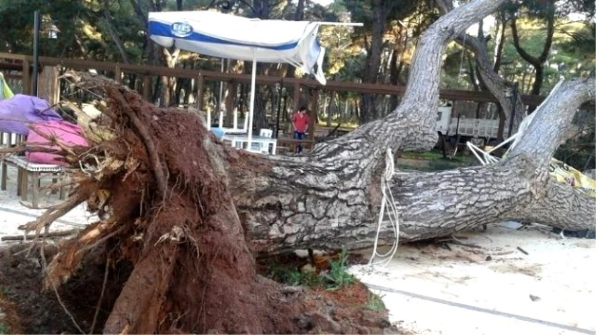 Mesire Alanındaki 70 Yıllık Çam Ağacı Devrildi