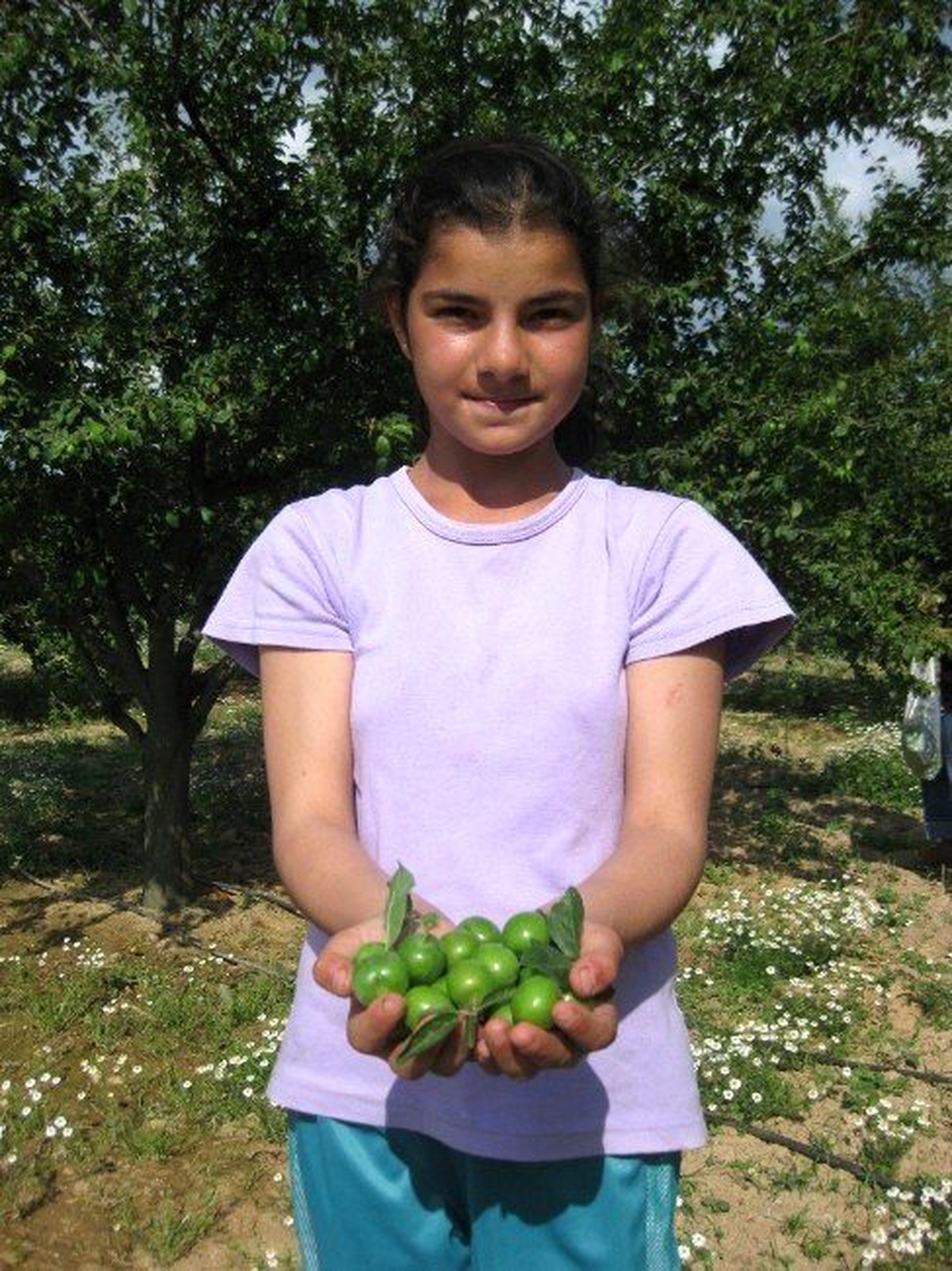 Papaz Eriğinde Rekolte Düştü, Fiyat Yükseldi