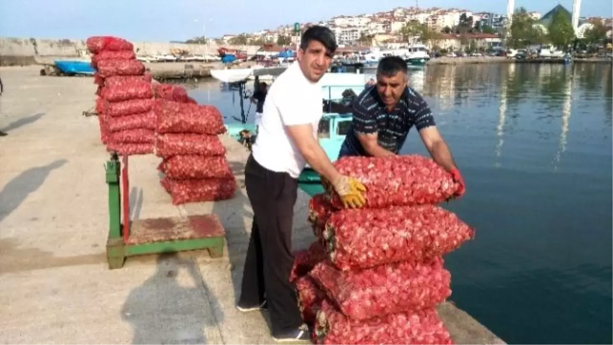 Balıkçıların Gözdesi Deniz Salyangozu Oldu