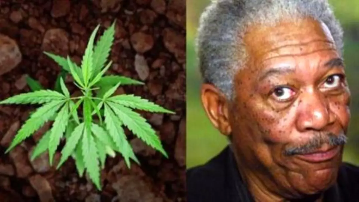 Morgan Freeman Plea For Pot Legalization: \'I\'ll Eat It, Drink It, Smoke It, Snort It\'