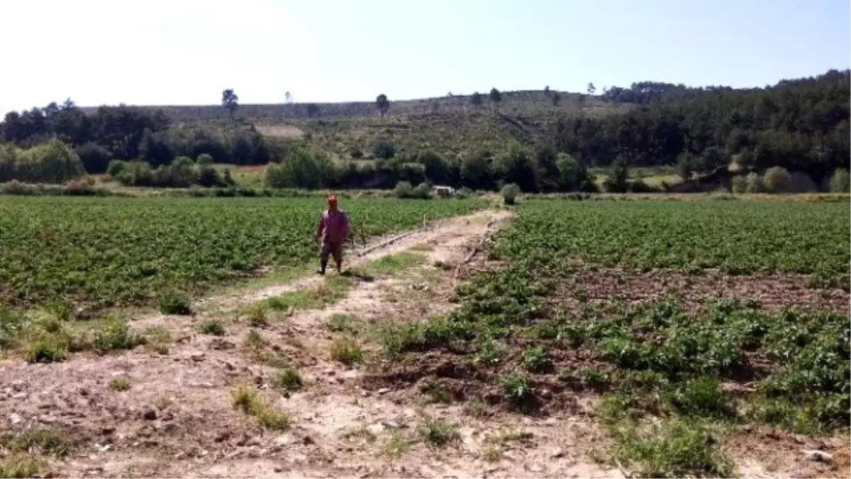 Patates Üreticileri İthalat İstemiyor