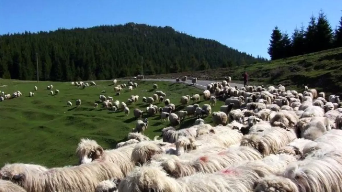 Yaylalara Göç Zamanı