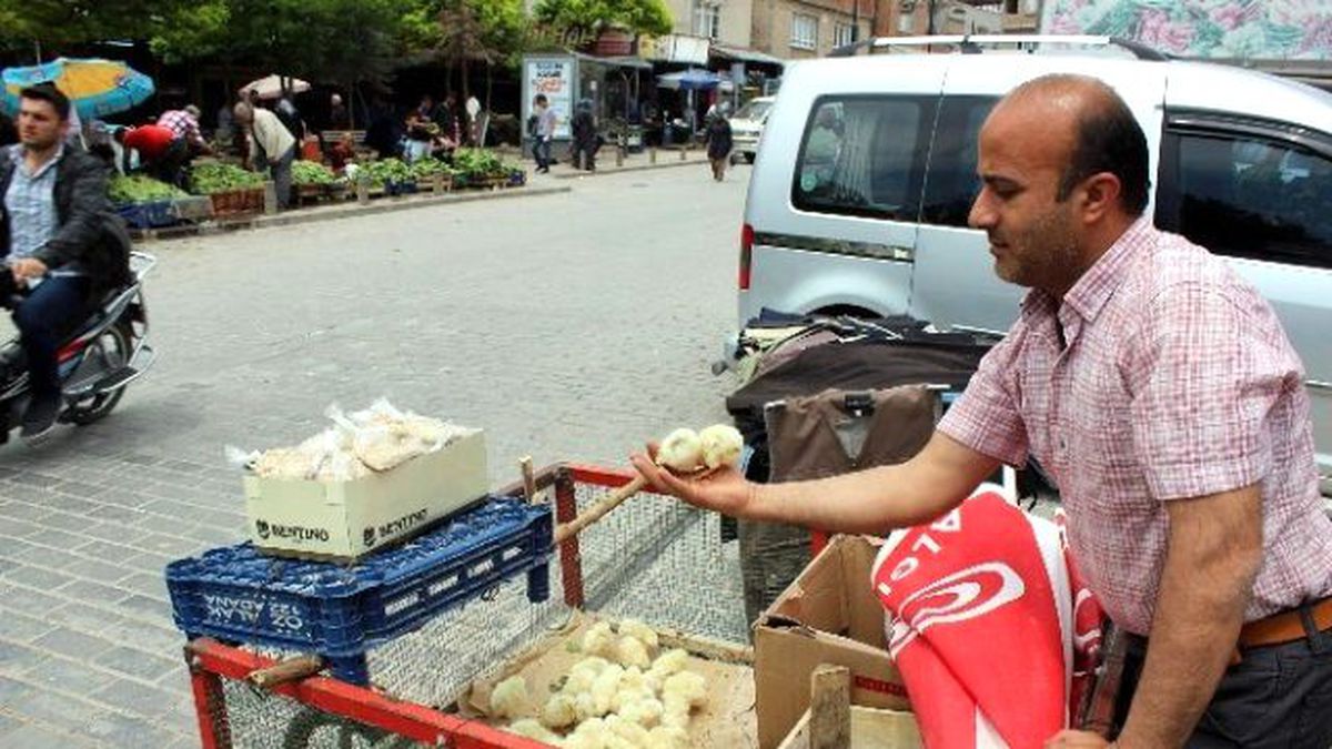 Civcivler Çocukların Gözdesi