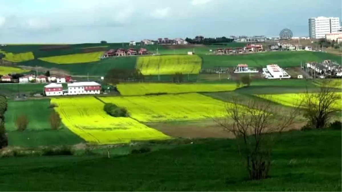 Kanola Veriminde Avrupa ile Yarışıyoruz"