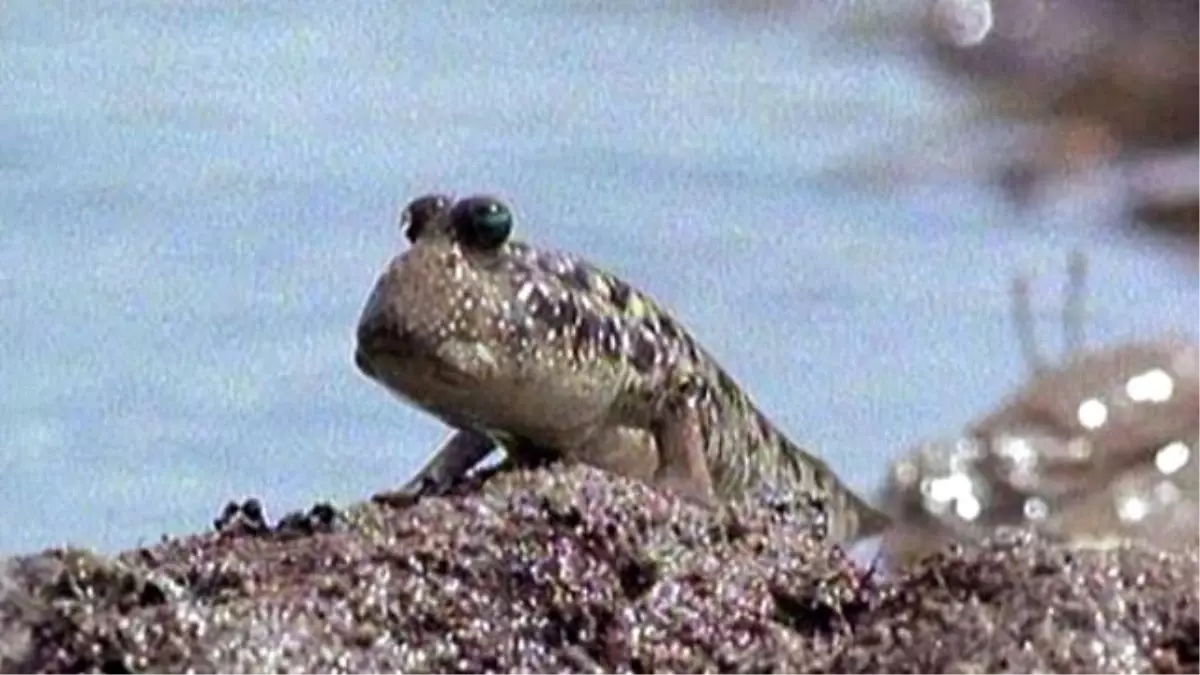 Karada Yürüyebilen Balıklar Görüntülendi