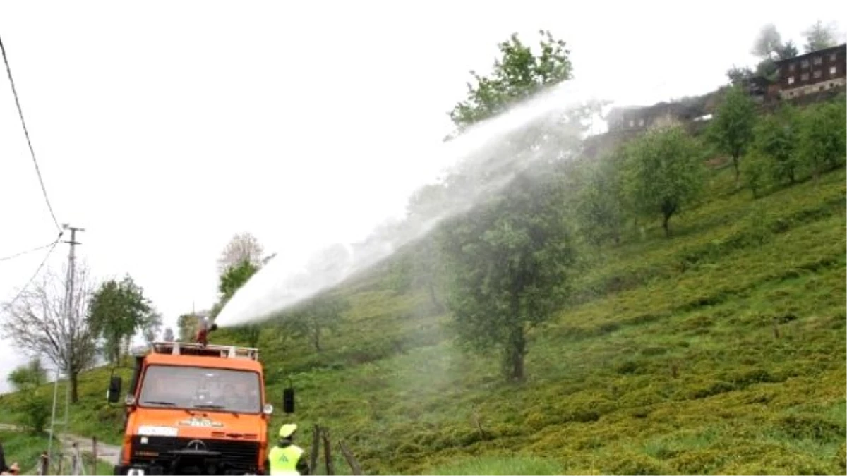 Rize\'de Çay Üretiminde Organiğe Geçiş Hızla Devam Ediyor