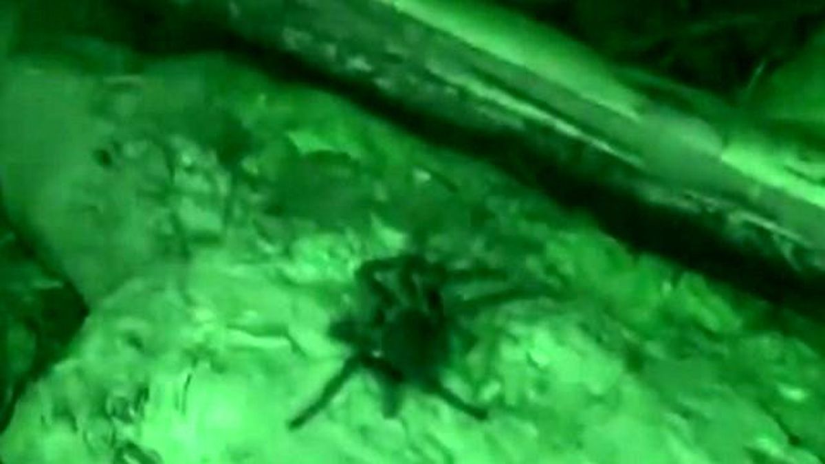 Adada Tarantula Paniği!
