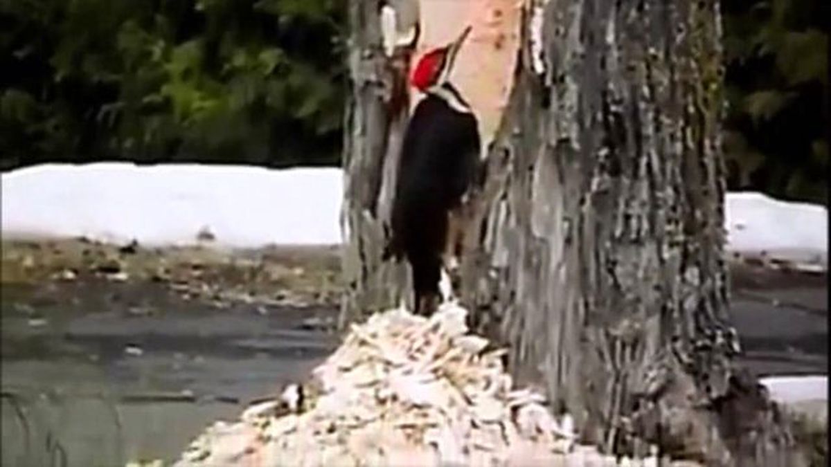 Ağaçkakan'ın Muhteşem İşçiliği