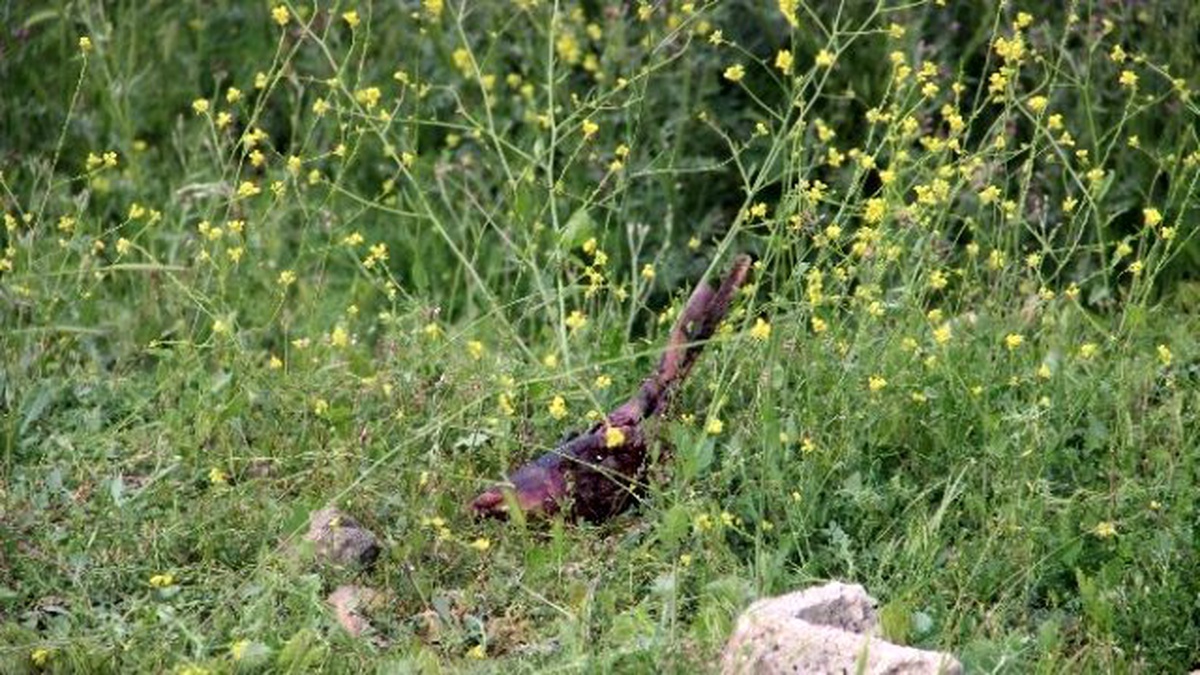 Boş Arazide Bulunan Kesik Bacağın Sırrı Çözüldü