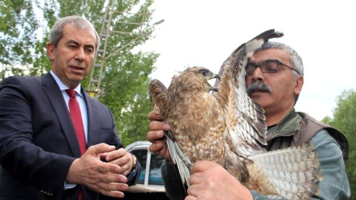 Hint Horozunun Yaraladığı Kızıl Şahin Doğaya Bırakıldı