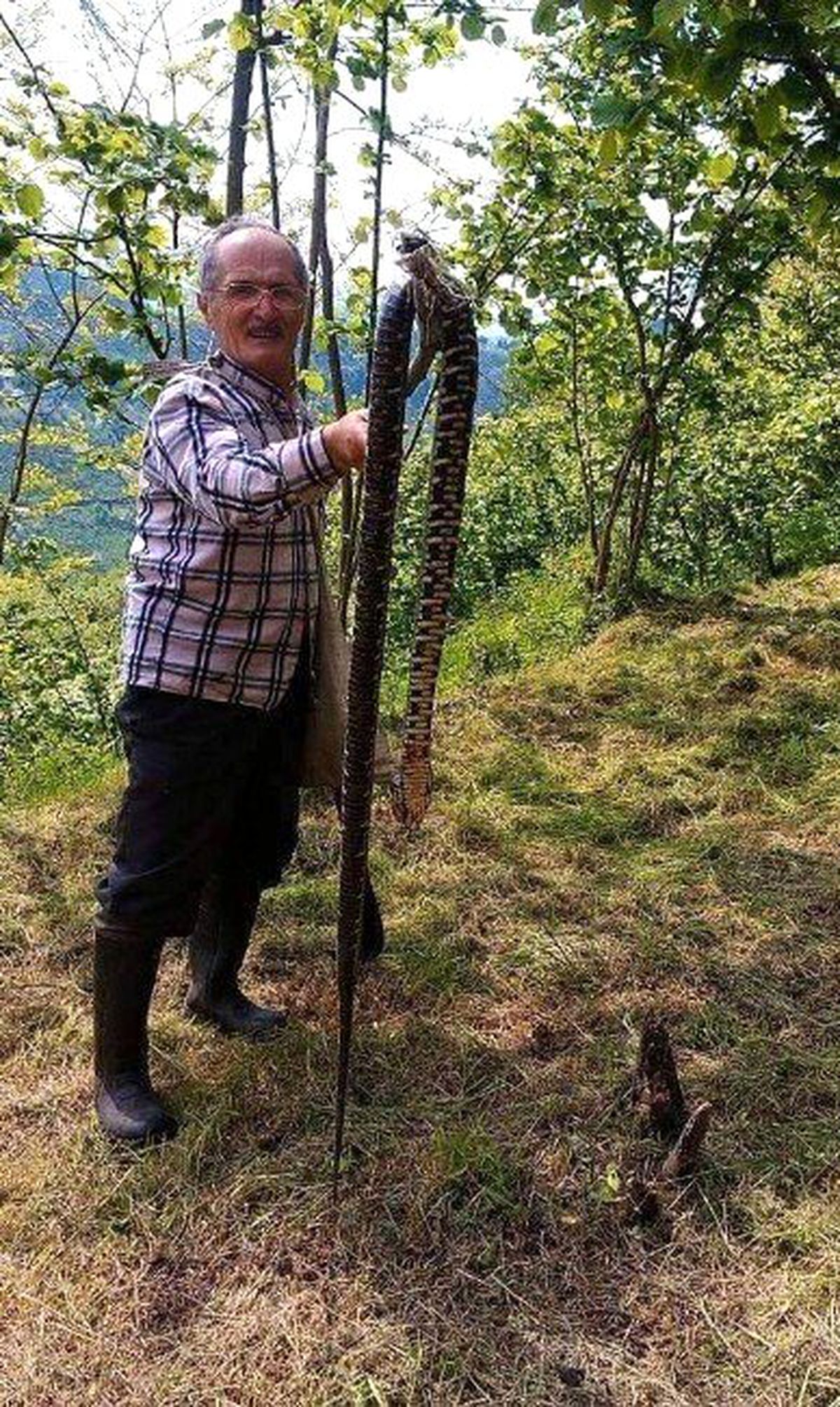 Ordu\'da Fındık Bahçesinde 3 Metrelik Yılan Yakalanıp Öldürüldü