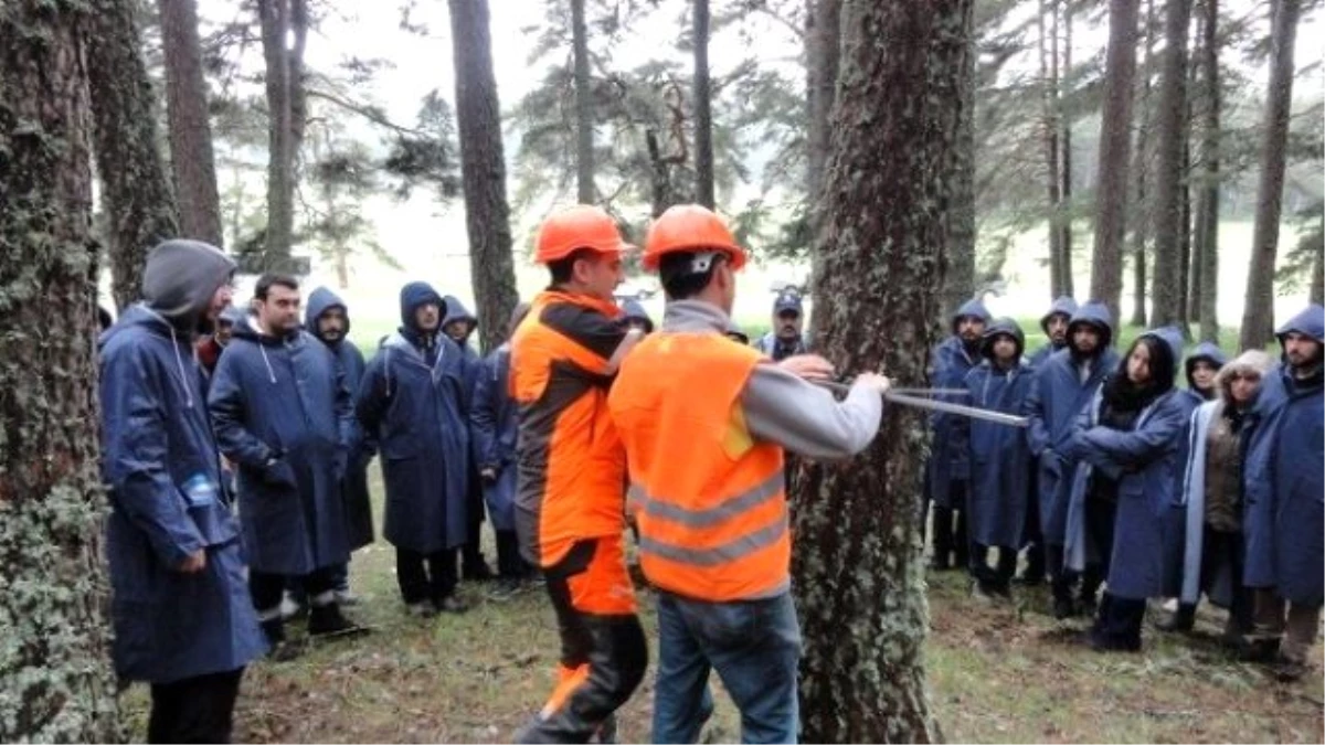 Orman Fakültesi Öğrencileri Dersi Ormanda Yaptılar