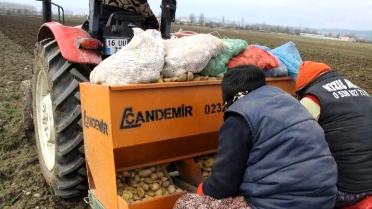 Patates Üreticileri Tedirgin