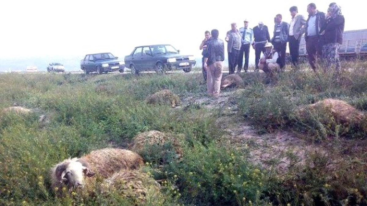 Şarampole Yuvarlanan Kamyonet Koyun Sürücüne Çarptı