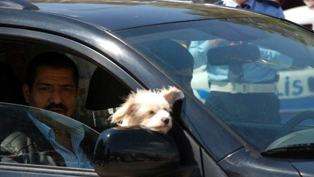 Süs Köpeğinin Otomobil Keyfi