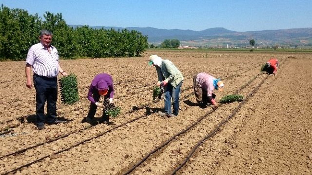 Yenişehir Ovasında Biber ve Domates Ekimi Başladı
