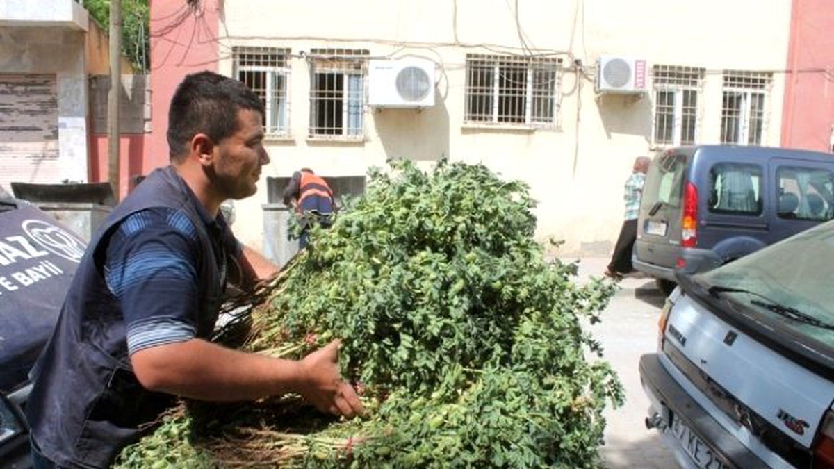 Yeşil Nohutu En Çok Öğrenciler Tüketiyor