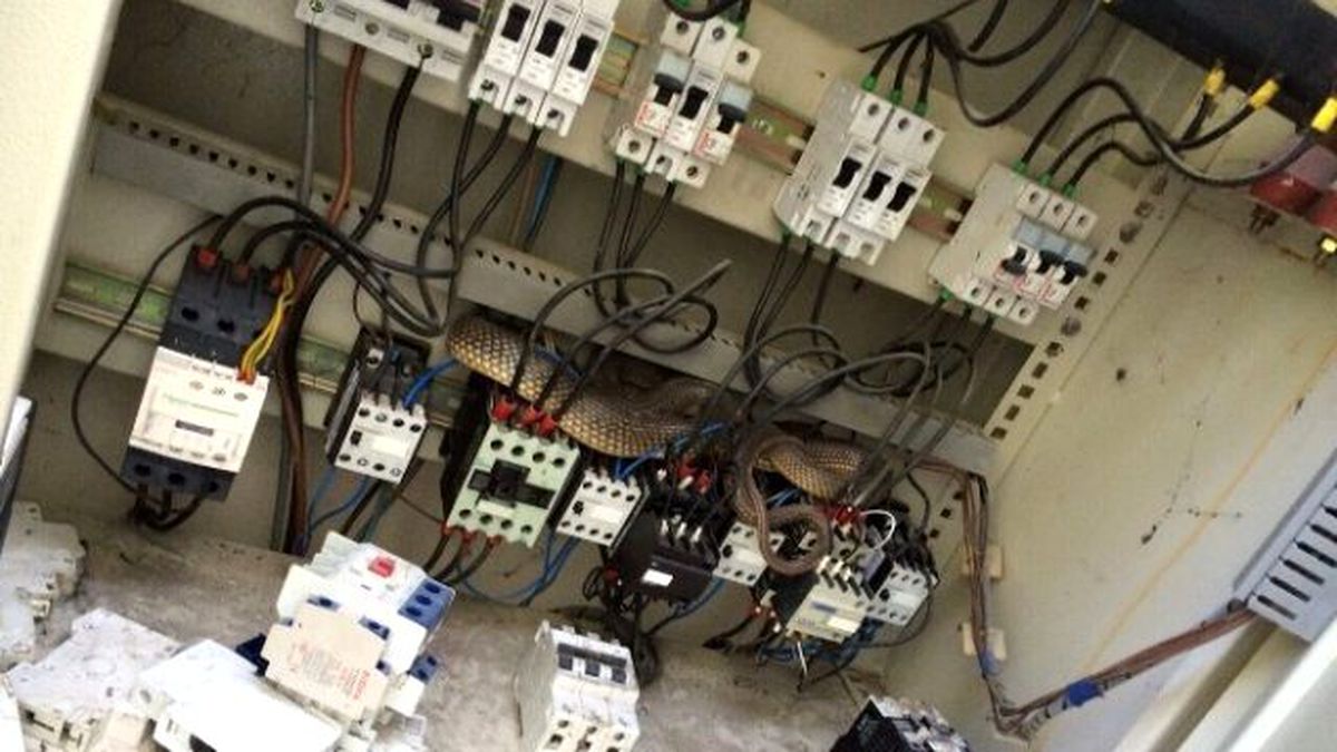 Elektrik Trafosu\'ndan 2 Metrelik Yılan Çıktı
