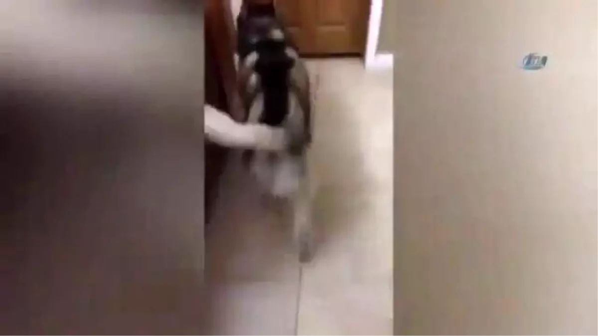 Banyo Yapmamak İçin Yalvaran Köpek