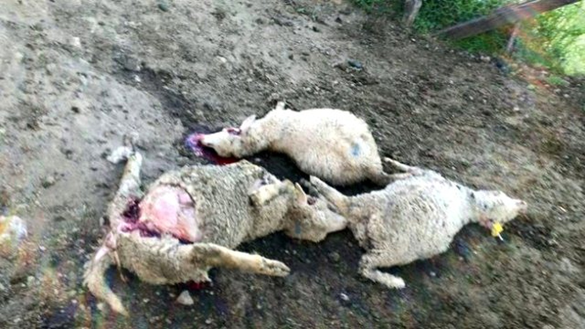 Borcu Bitmek Üzere Olan Koyunları Kurt Kaptı