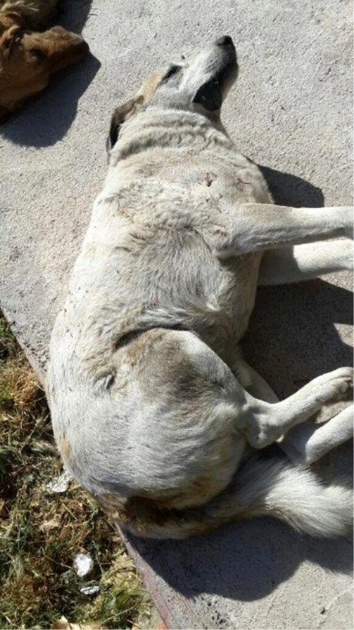 Ege Üniversitesi\'nde Köpek Katliamı